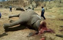 Mengenaskan, puluhan gajah di Zimbabwe ditemukan mati tanpa kepala