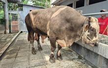 Masjid Istiqlal Terima Sapi Kurban Presiden Prabowo Jenis Simmental, Beratnya 1,3 Ton