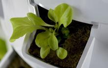 Tips Menanam Sayur di Pekarangan Rumah dengan Baik dan Benar