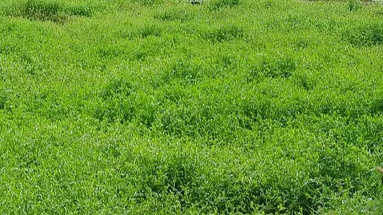 Penelitian Temukan Bahwa Sayuran Murah Meriah Ini Ternyata Merupakan Sayur Paling Menyehatkan