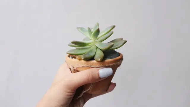 Ilustrasi aloe vera