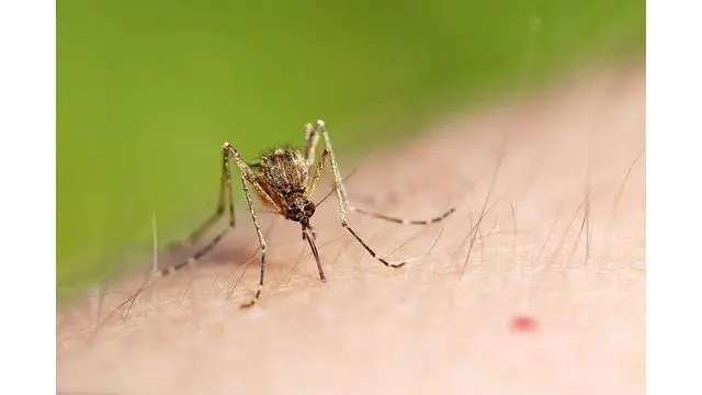 News Flash: Kasus Virus Zika Ditemukan di Inggris