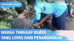 Sejumlah warga panik saat mengetahui puluhan ekor buaya lepas dari penangkaran. Buaya-buaya tersebut lepas dari penangkaran ketika banjir melanda Desa Tanjung Sari, Sumatra Selatan. Akibat lepasnya buaya, warga terus berjaga siang malam.