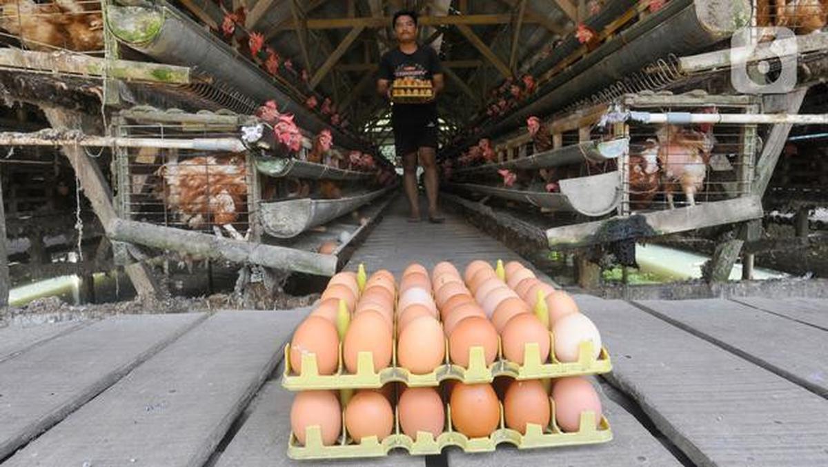 Mengapa Ayam Kampung Sering Tidak Bertelur? Ini Penyebab dan Solusinya