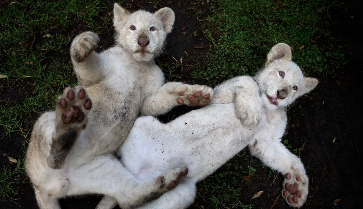 Sepasang anak singa putih berusia empat bulan bermain di kandang mereka di Kebun Binatang Altiplano di Tlaxcala, Meksiko, Selasa (7/8). Populasi singa putih terbilang langka di dunia. (AP Photo/Rebecca Blackwell)