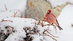 Seekor burung great rosefinch (carpodacus rubicilla) terlihat di Cagar Alam Nasional Gunung Qomolangma di Daerah Otonom Tibet, China barat daya, pada 2 Mei 2020. (Xinhua/Purbu Zhaxi)