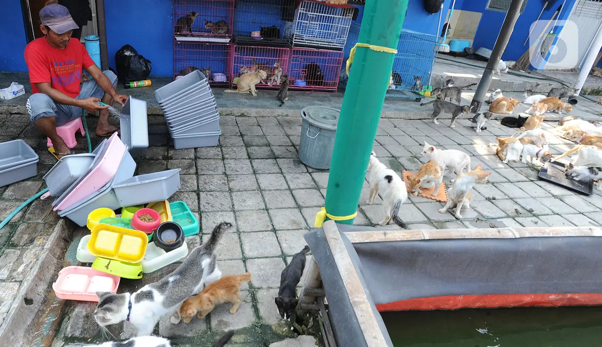 Biaya tersebut selain dari dana pribadi juga dari para donatur yang peduli dengan kehidupan kucing-kucing lokal. Rumah Kucing Parung ini juga terbuka bagi para adopter kucing. Untuk yang ingin mengadopsi kucing gratis, hanya perlu biaya meterai untuk perjanjian surat adopsi. (merdeka.com/Arie Basuki