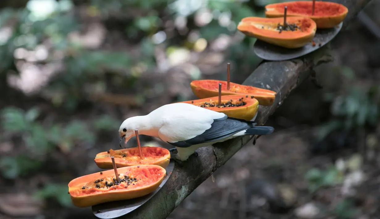 Seekor burung memakan pepaya di Khao Kheow Open Zoo, Provinsi Chonburi, Thailand, Selasa (16/6/2020. Enam kebun binatang di Thailand akan kembali dibuka bagi pengunjung secara gratis mulai 15 hingga 30 Juni. (Xinhua/Zhang Keren)