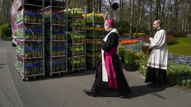 Tulip Belanda