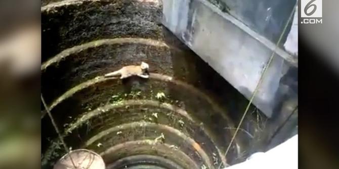 VIDEO: Aksi Kucing Panjat Sumur Sedalam 10 Meter