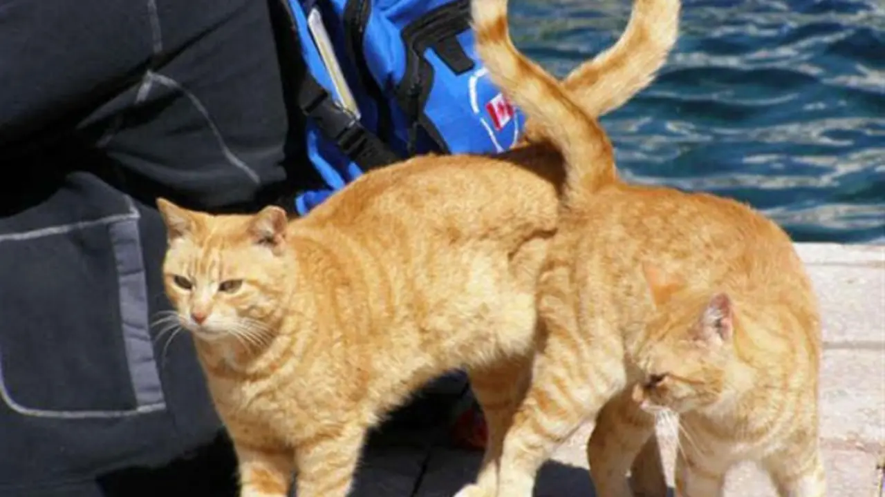 Ajaibnya 19 Foto Kucing yang Diambil pada Saat yang Tepat