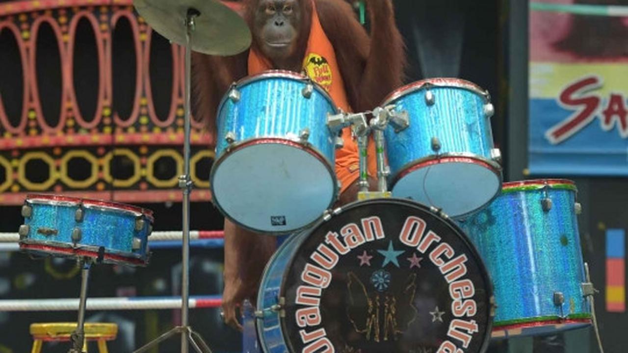 Aksi seru dan lucu orang utan bertanding Muay Thai
