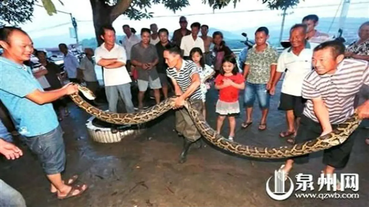 Kakek 73 Tahun Bertarung dengan Ular Boa