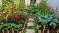 7 Contoh Halaman Rumah Kecil yang Bisa Jadi Kebun Mini Produktif, Panen Sayur Setiap Hari