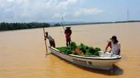 Petani mengumpulkan sisa bibit padi yang masih dapat diselamatkan akibat terendam banjir menggunakan sampan di Banyumas, Jateng. Ratusan hektar sawah terancam gagal tanam akibat banjir.(Antara)