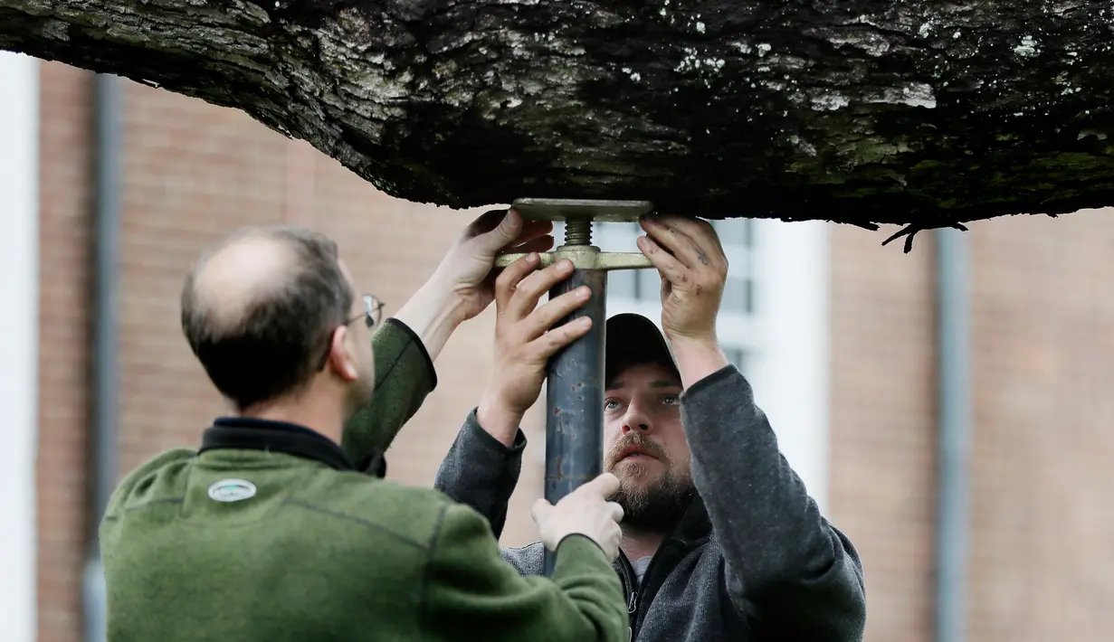 Pria bernama Keith Keiling dan Bobby Keiling membuat penyanggah untuk menahan batang pohon Oak berusia 600 tahun yang mulai gugur di New Jersey (21/4). Pohon ini telah menjadi latar belakang bagi ribuan foto selama bertahun-tahun. (AP Photo/Julio Cortez)