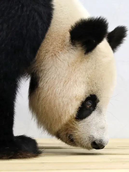 Panda raksasa bernama A'ling beraktivitas dalam kandangnya di sebuah kebun binatang di Anshan, Liaoning, China, Kamis (21/5/2020). Dua panda raksasa bernama A'ling dan Qingcheng akan tampil di hadapan publik usai menjalani fase adaptasi. (Xinhua/Yao Jianfeng)