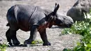 Seekor anak badak bercula satu yang baru lahir terlihat di kandangnya di Kebun Binatang di Berlin, Jerman, (6/9). Setelah periode kehamilan 428 hari, anak badak dari bunda Betty ini lahir di pagi hari Rabu, 5 September 2018. (AP Photo/Michael Sohn)