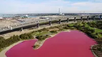 Danau air asin di Melbourne, Australia tiba-tiba berubah warna jadi merah muda. Mengapa? (Parks Victoria)