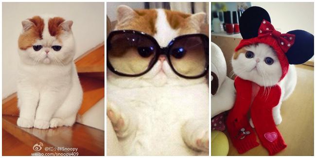 (c) en.rocketnews24.com