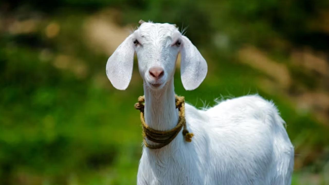 Pria Ini Dipenjara Enam Bulan, Gara-gara Iseng Kloning Kambing