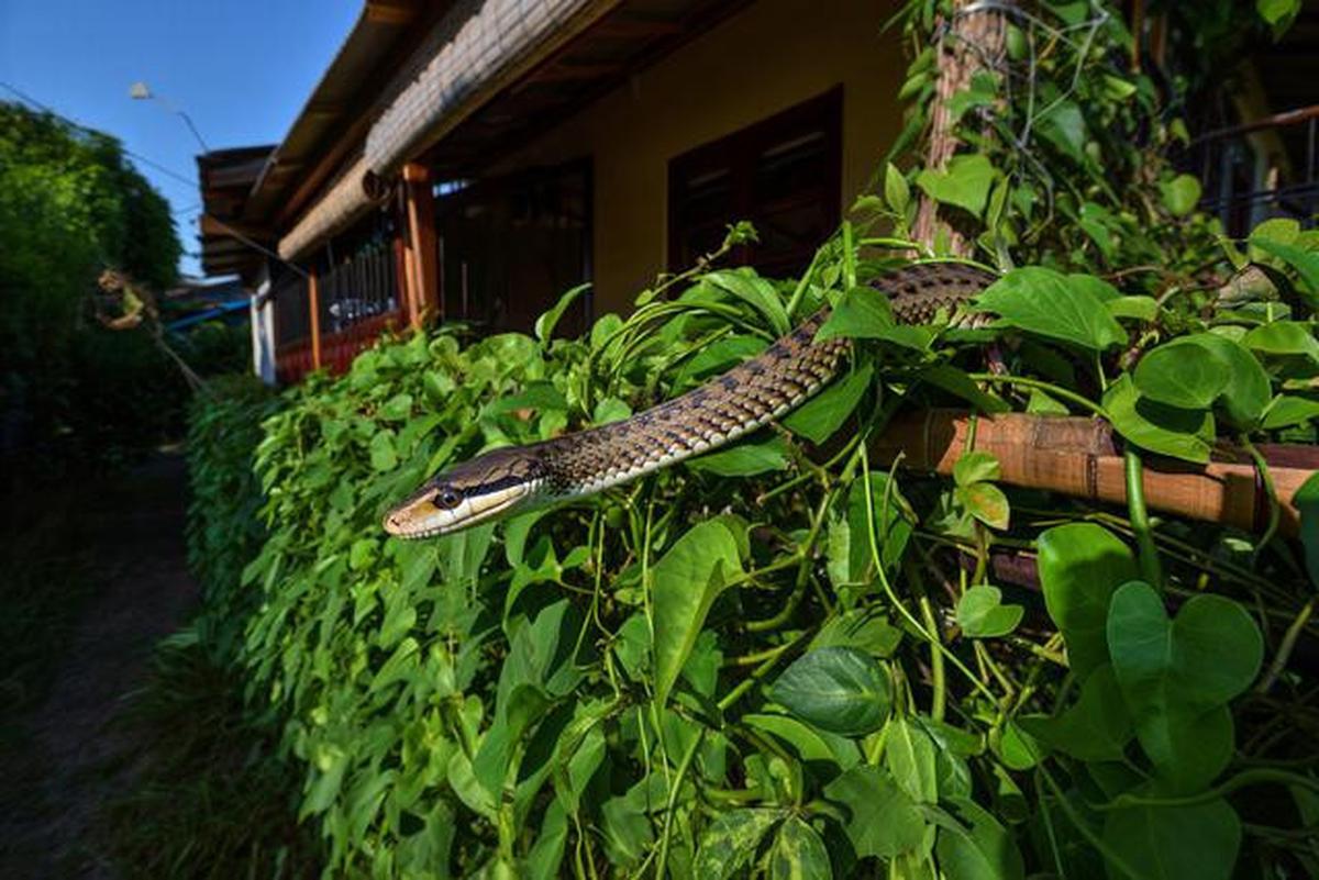 10 Tips Mencegah Ular Masuk ke Atap Rumah atau Plafon Tanpa Harus Bongkar Bangunan