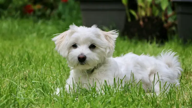 Maltese
