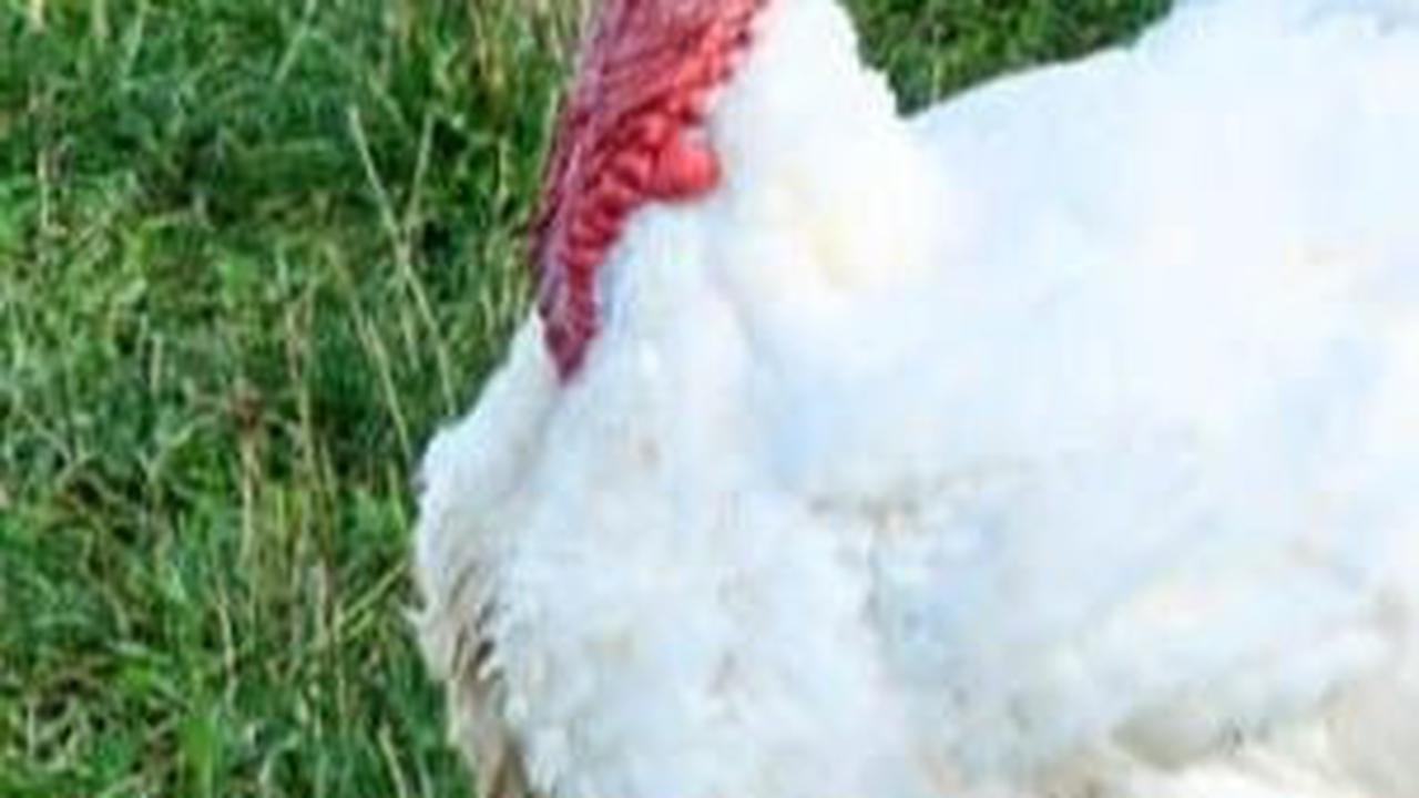 5. Kalkun dan Ayam<br>
