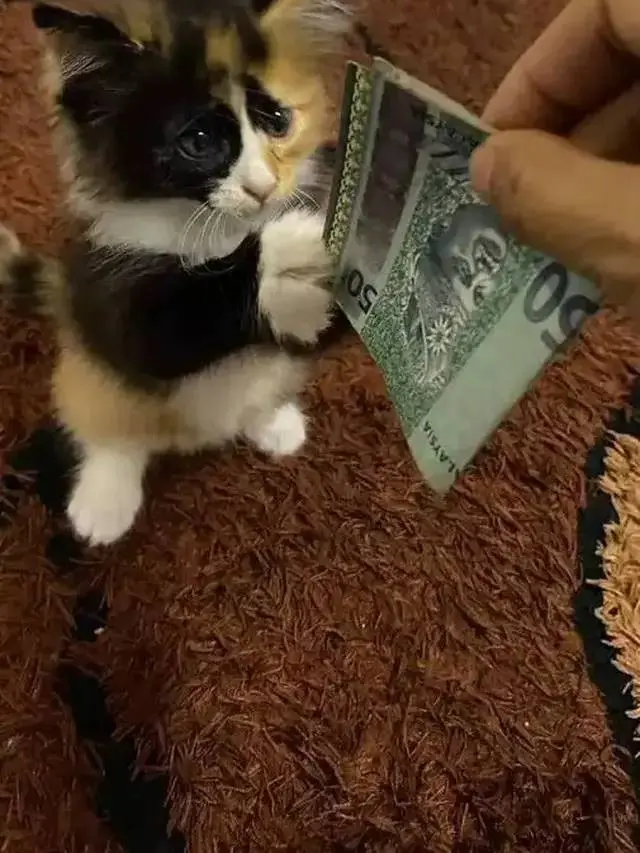 10 Potret Lucu Kucing Ikut Rayakan Lebaran, Sungkem dengan Donatur