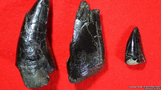 Gigi Dinosaurus T-Rex Raksasa Ditemukan di Jepang