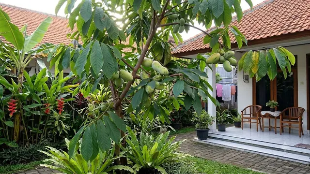 Ilustrasi Pohon Pawpaw. Foto: AI Generated