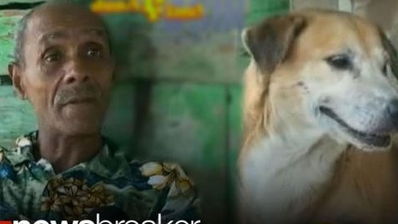 Anjing gondol kemaluan pria mabuk