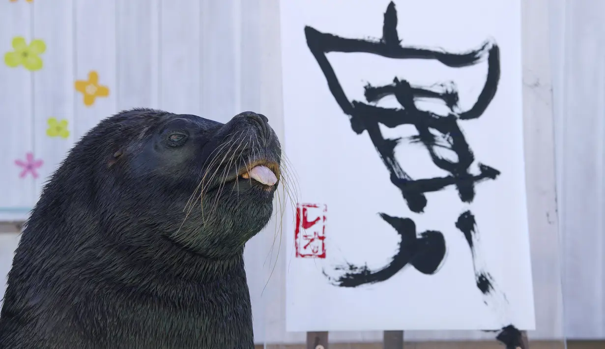 Singa laut Leo berpose setelah melukis karakter China "harimau", yang merupakan tanda zodiak China tahun baru yang akan datang, selama pratinjau pers di Hakkeijima Sea Paradise di Yokohama (27/12/2021). (AFP/Kazuhiro Nogi)