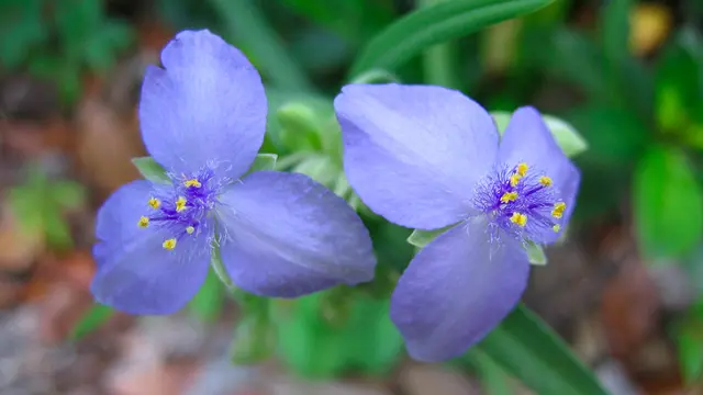Tradescantia