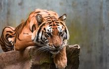17 Ekor Kerbau Warga Muratara Sumsel Ditemukan Mati Dimangsa Harimau