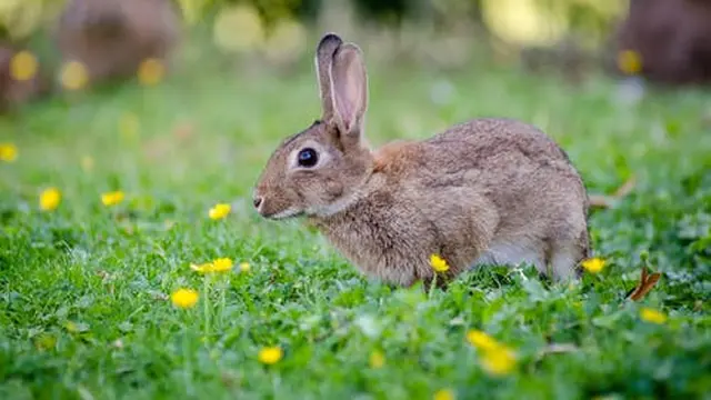 Arti Mimpi Melihat Kelinci yang Dikaitkan dengan Pertanda Buruk