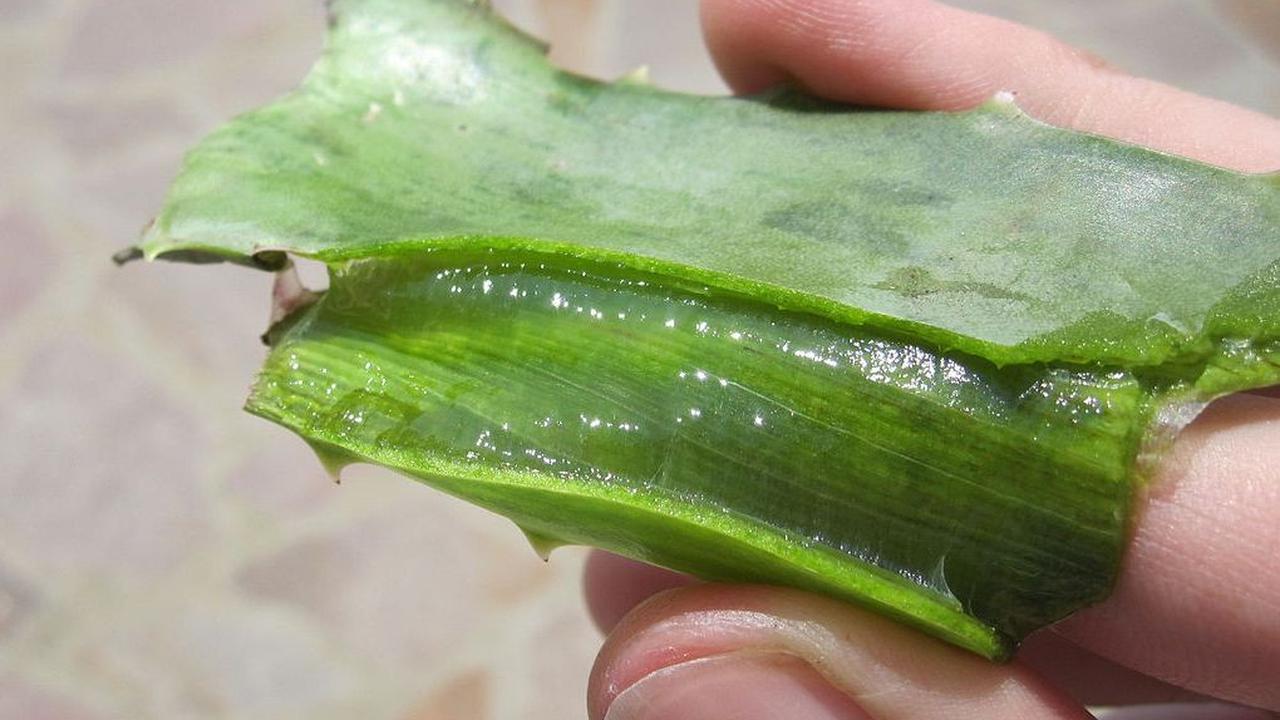 9. Rawat Kulit Kepala dengan Lidah Buaya<br>