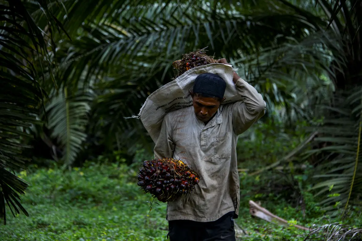 Potret Pekerja Perkebunan Kelapa Sawit di Aceh