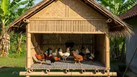 Cara Membuat Kandang Ayam dari Bambu dengan Sirkulasi Udara yang Baik