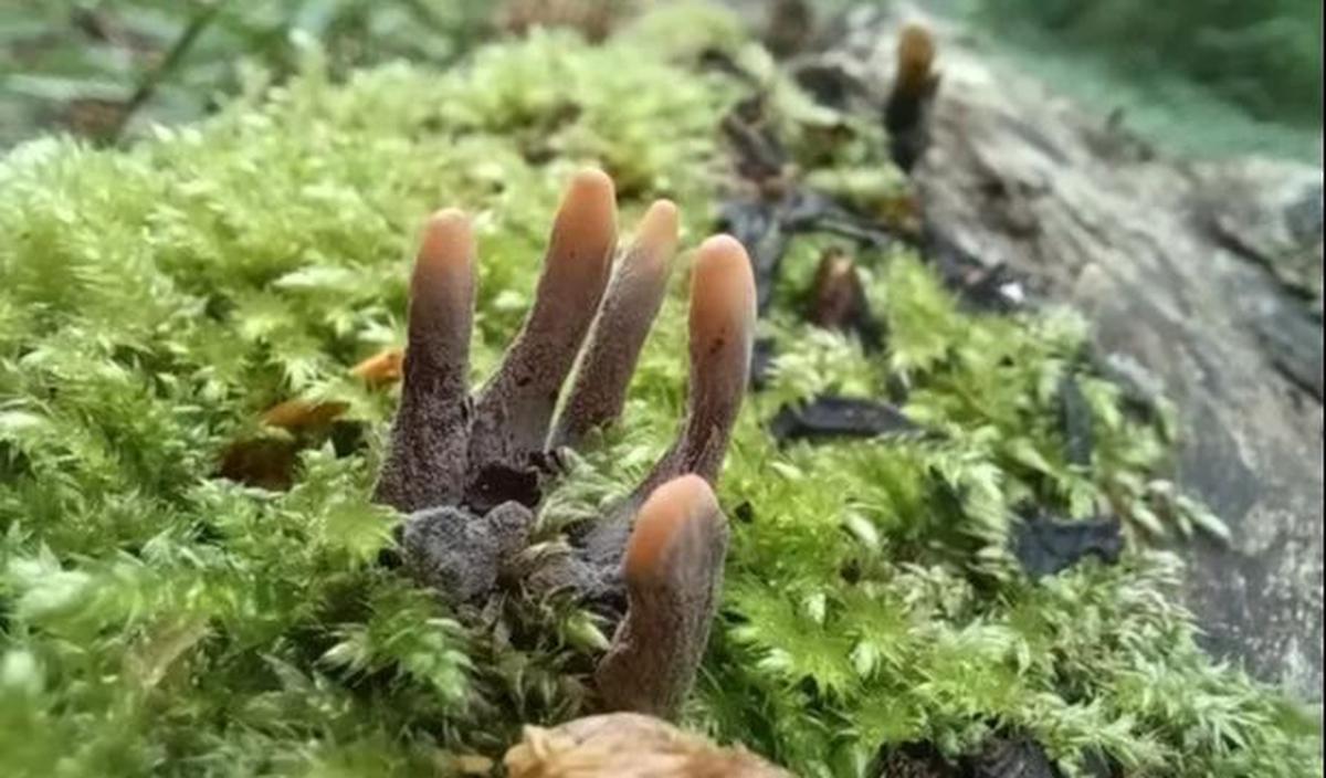 2. Jamur jari-jari mayat atau dead man's finger bisa ditemukan di hutan Inggris, Irlandia hingga Amerika Utara.