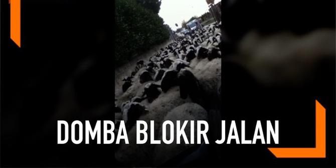 VIDEO: Kawanan Domba Blokir Jalanan di Italia