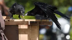 Burung  gagak berebut puntung rokok di taman Puy du Fou, yang berlokasi di Les Epesses, Prancis barat, Selasa (14/8). Sebanyak enam gagak dilatih untuk memungut sampah di taman hiburan paling populer kedua di Prancis tersebut. (AFP/SEBASTIEN SALOM GOMIS)