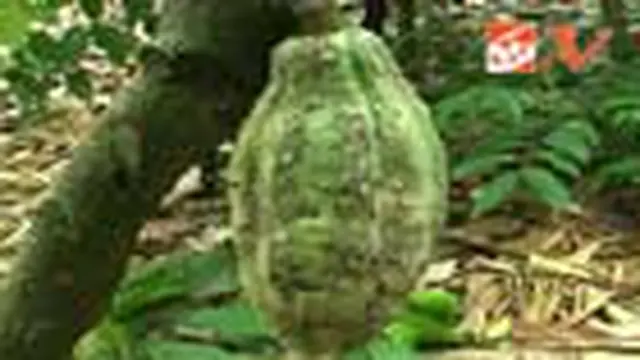 Ratusan Hektare Kakao di Sikka Diserang Hama