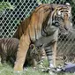 Seekor Harimau Sumatera, Sean bersama anaknya di dalam kandang Bali Zoo, Gianyar, Sabtu (28/7). Bali Zoo merayakan World Tiger Day dengan memperkenalkan secara ekslusif 3 bayi kembar Harimau Sumatera yang baru berusia tiga bulan. (AP/Firdia Lisnawati)