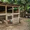Cara Membuat Kandang Ayam Darurat dari Bambu dan Kayu Bekas, Ternyata Tak Perlu Bahan Mahal