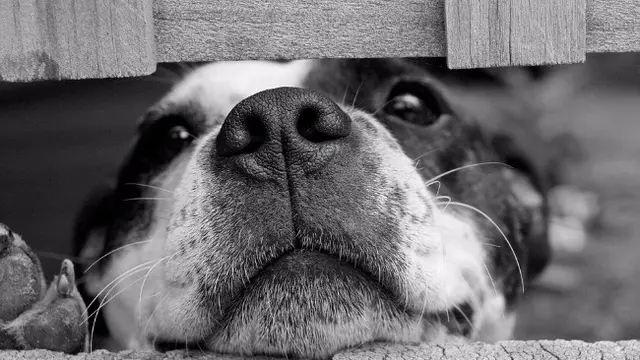 Sadis, Pria Ini Bunuh dan Bantai Anak Anjing Secara Streaming