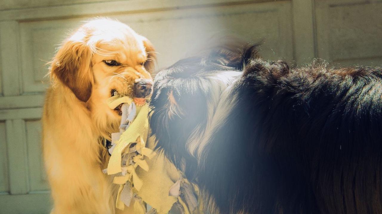 Masyarakat diimbau untuk paham mengenai cara mencegah rabies dengan tepat.