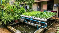 Ide Usaha Ternak Ikan Nila dan Sayur Hidroponik di Rumah yang Menguntungkan