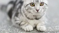 9 Cara Mencegah Kucing Liar Berak di Sekitar Rumah, Praktis Tanpa Menyakiti Hewan