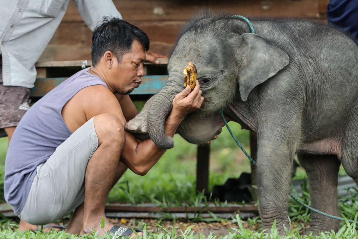 Bayi gajah dua bulan tersesat di permukiman warga